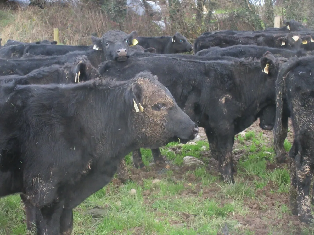30 aberdeen angus bull weanlings - Image 3