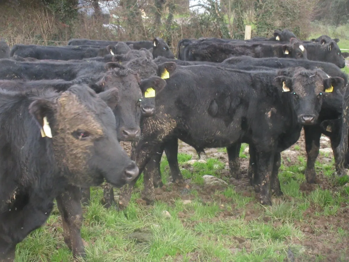 30 aberdeen angus bull weanlings - Image 1