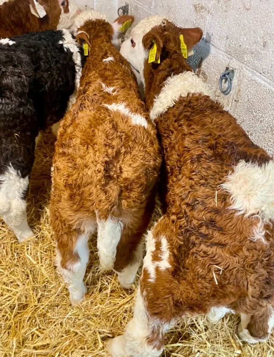 THE HOME OF TOP QUALITY AUTUMN BORN SUCK CALVES - Image 3