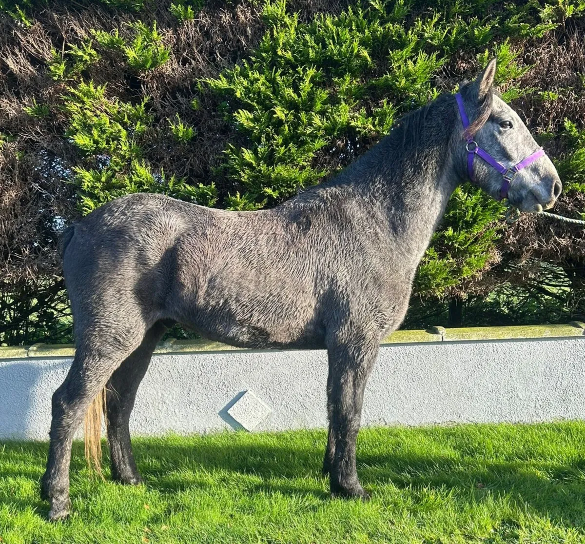 Lightweight Show Cob - Image 1