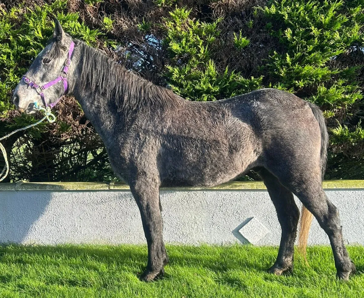 Lightweight Show Cob - Image 2