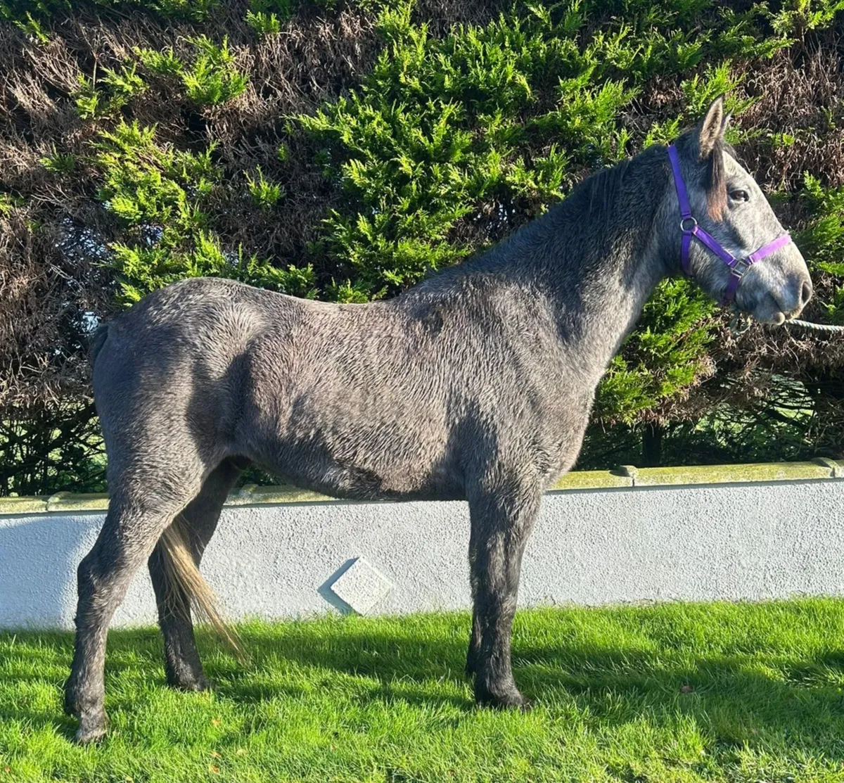 Lightweight Show Cob - Image 3