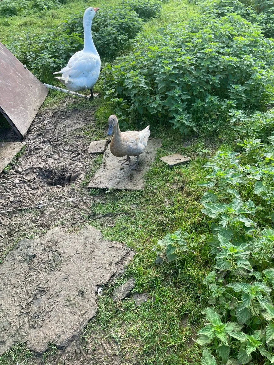 Ducks and geese - Image 1