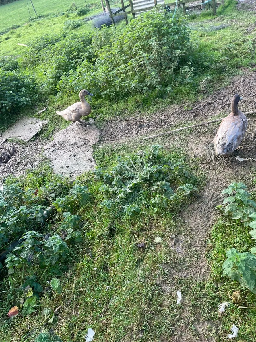 Ducks and geese - Image 3