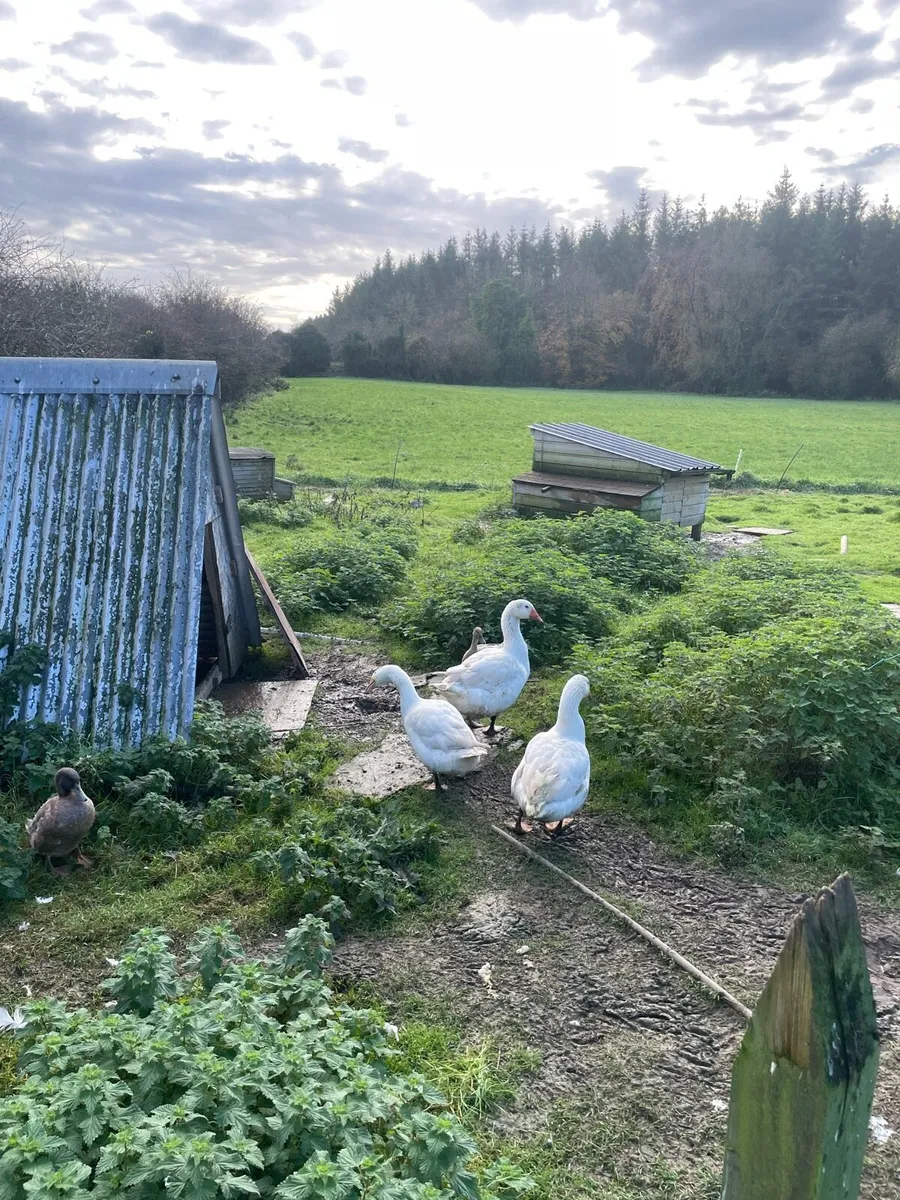 Ducks and geese - Image 4