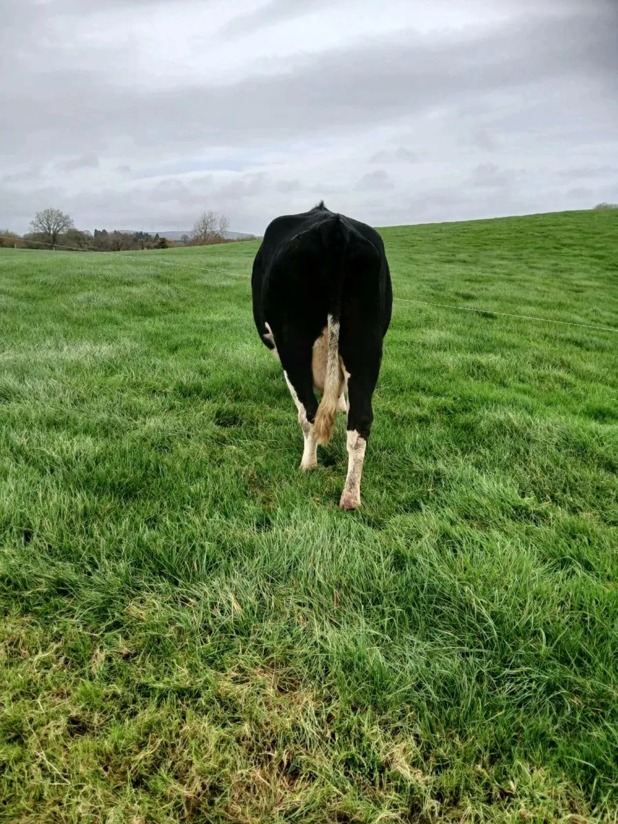 2 fr cows calving soon. - Image 2