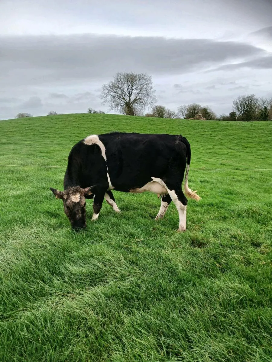 2 fr cows calving soon. - Image 3