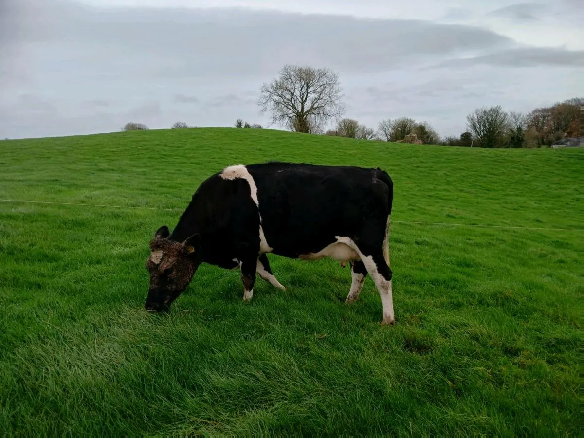 2 fr cows calving soon. - Image 4