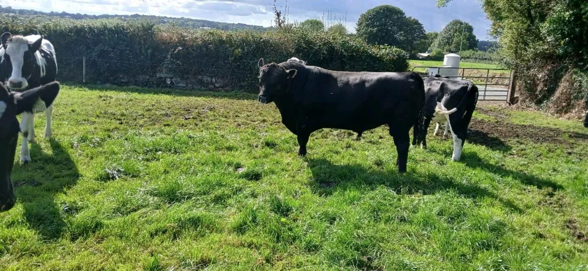 Angus Bull - Image 1