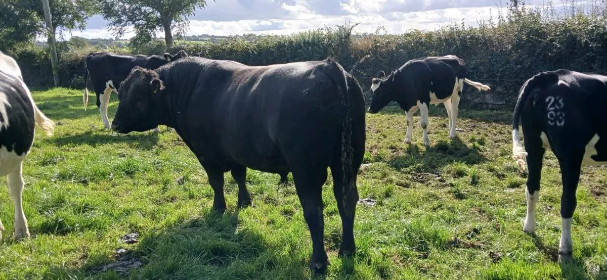 Angus Bull - Image 2