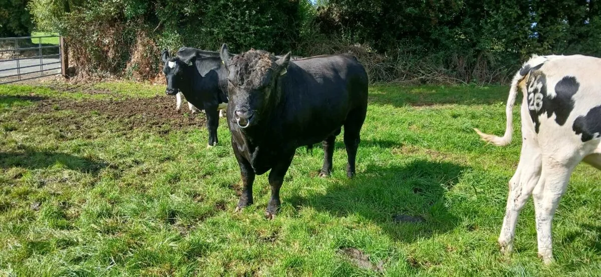 Angus Bull - Image 3