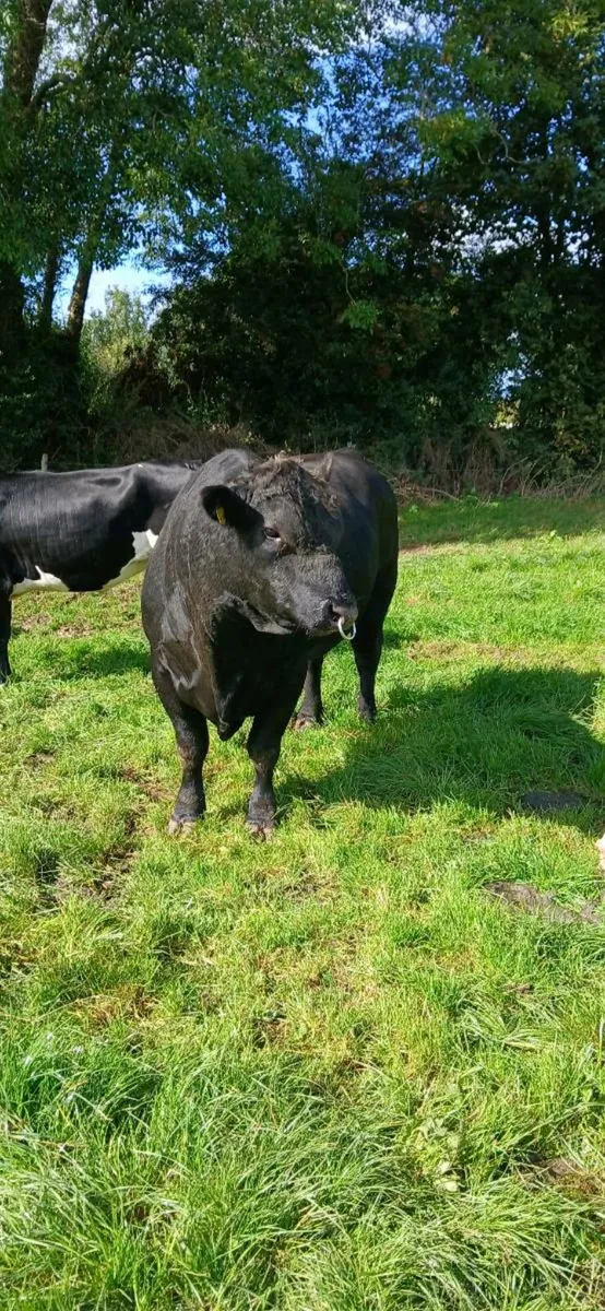 Angus Bull - Image 4