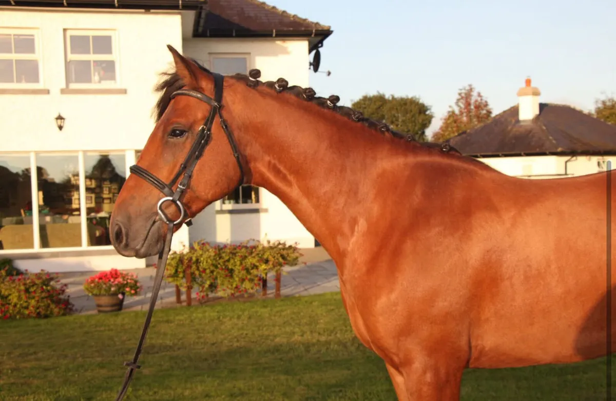 STUNNING PROJECT CONNIE - Image 1