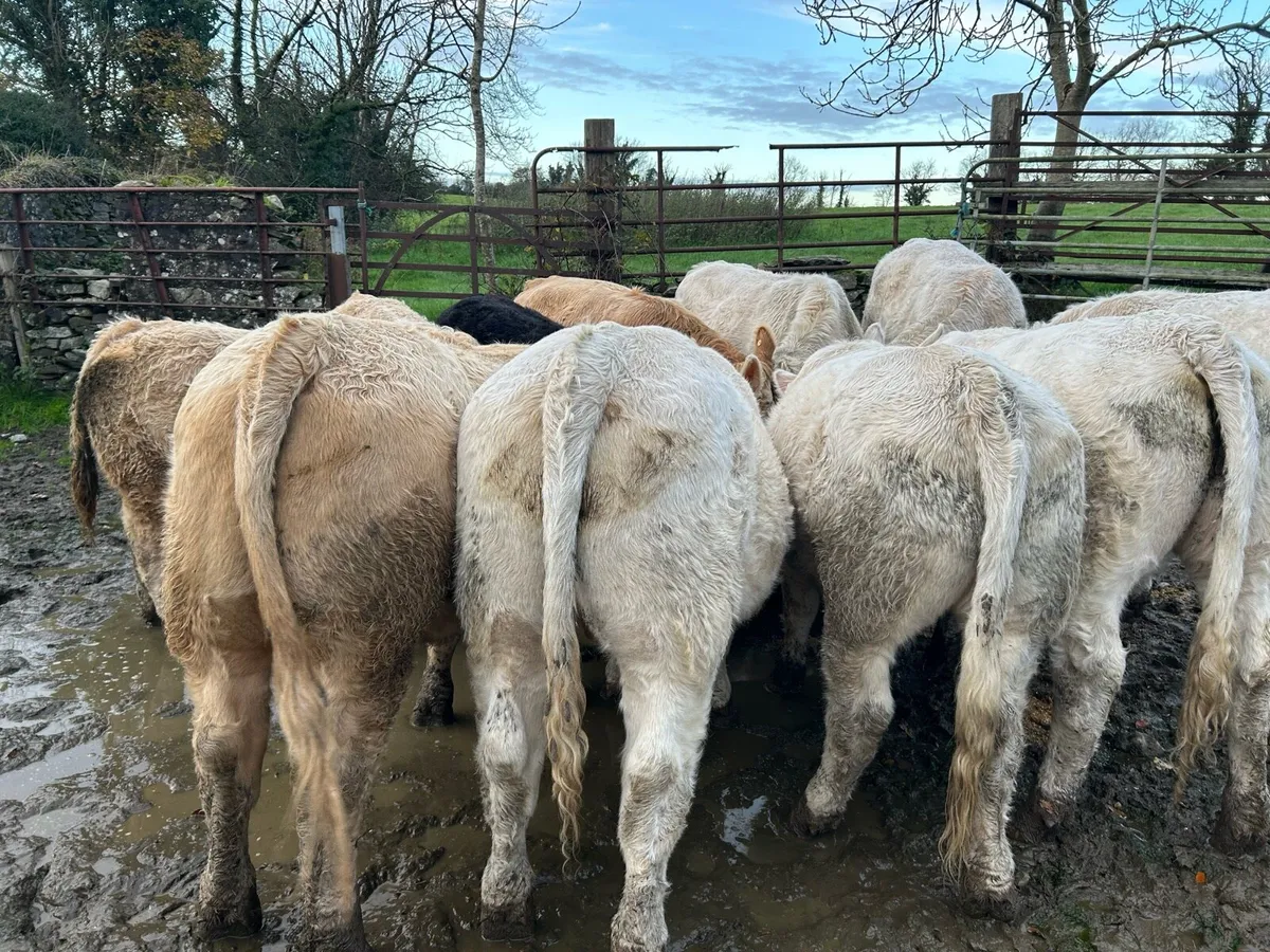 CH bullocks for Bjd mart - Image 1