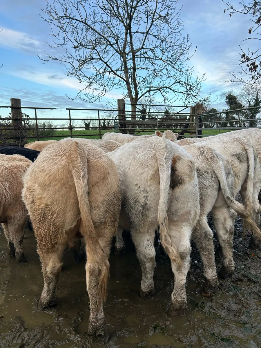 CH bullocks for Bjd mart - Image 2