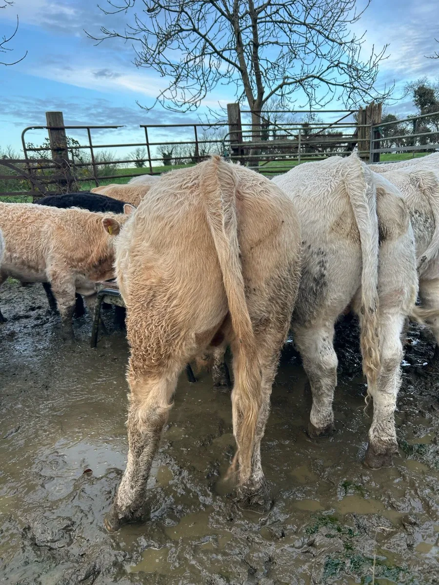 CH bullocks for Bjd mart - Image 3