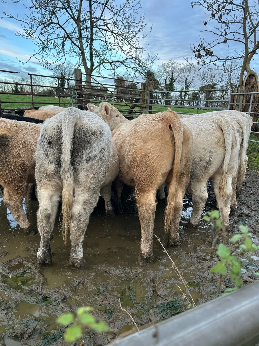 CH bullocks for Bjd mart - Image 4