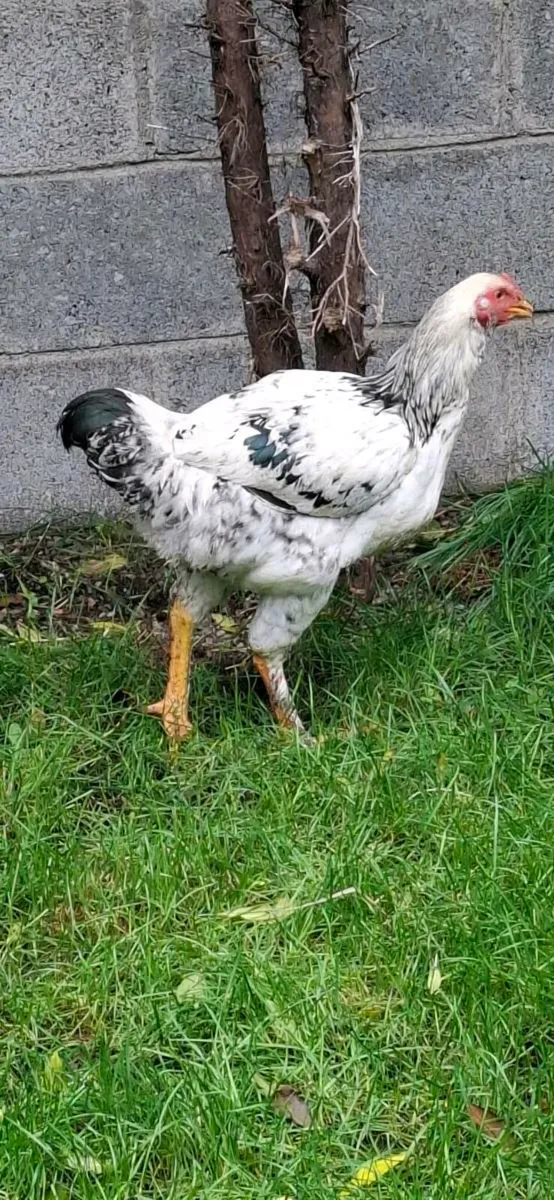 Shaman cock - Image 3