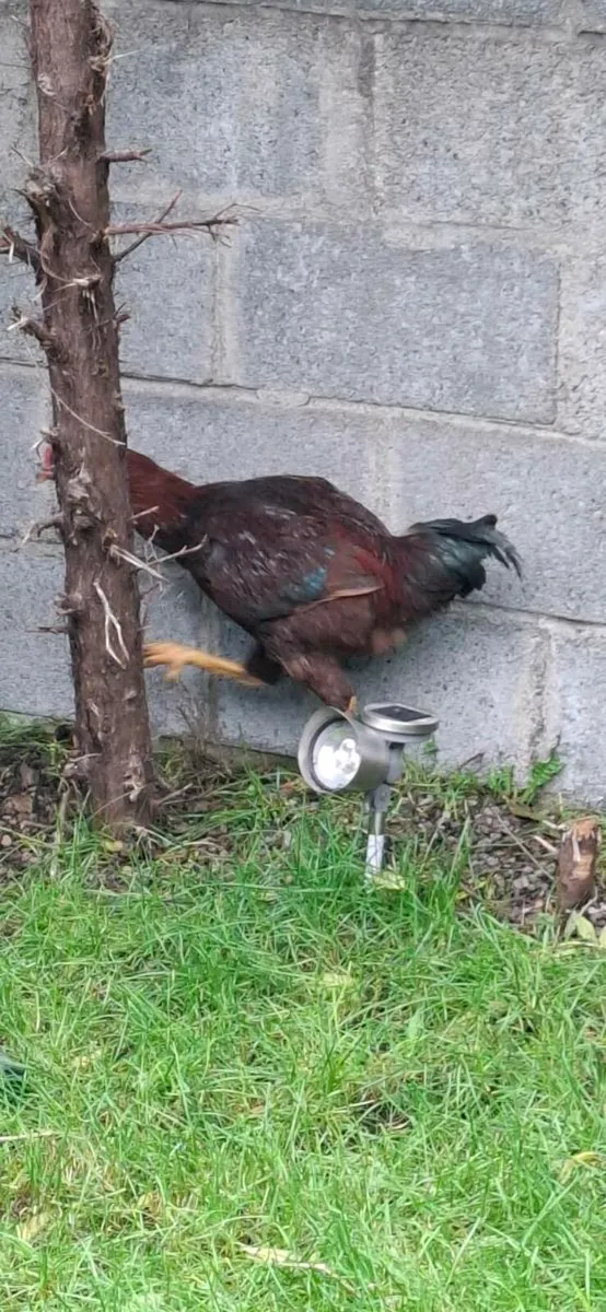 Shaman cock - Image 4