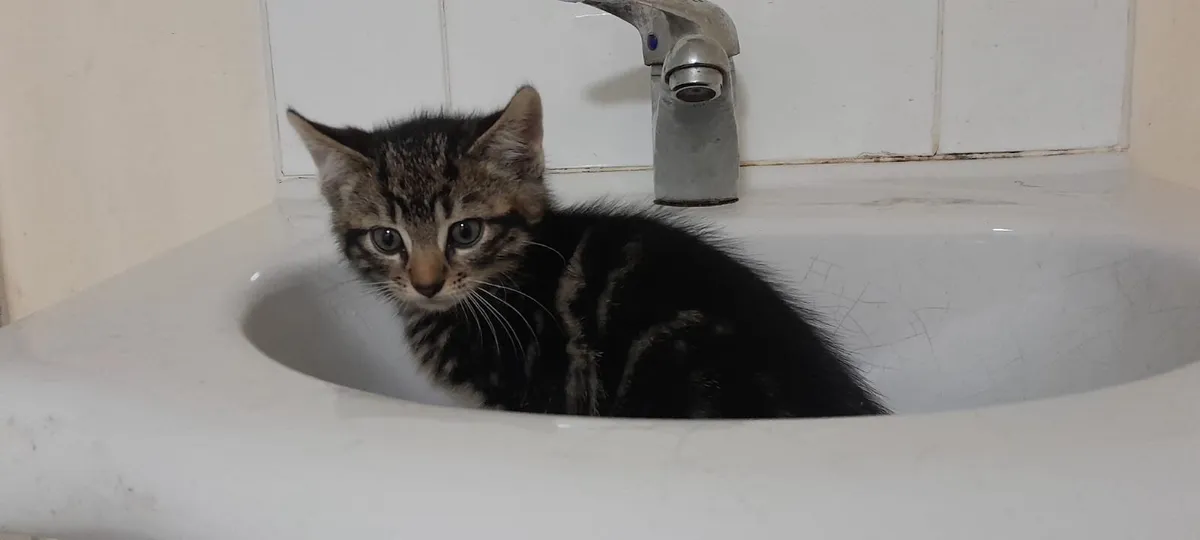 Ragdoll x domestic shorthair - Image 4