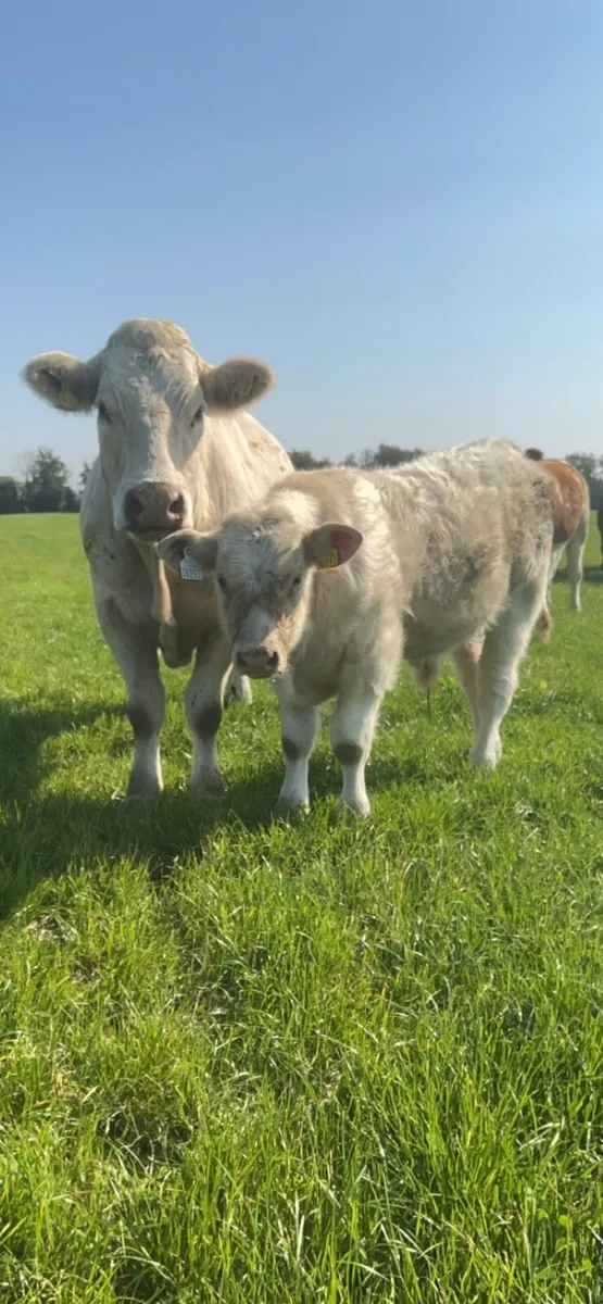 Charolais bull for sale - Image 3