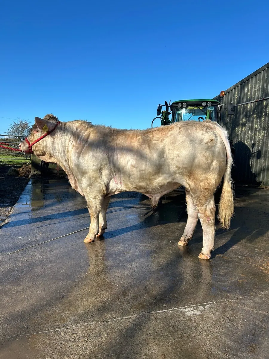 Charolais bull for sale - Image 2