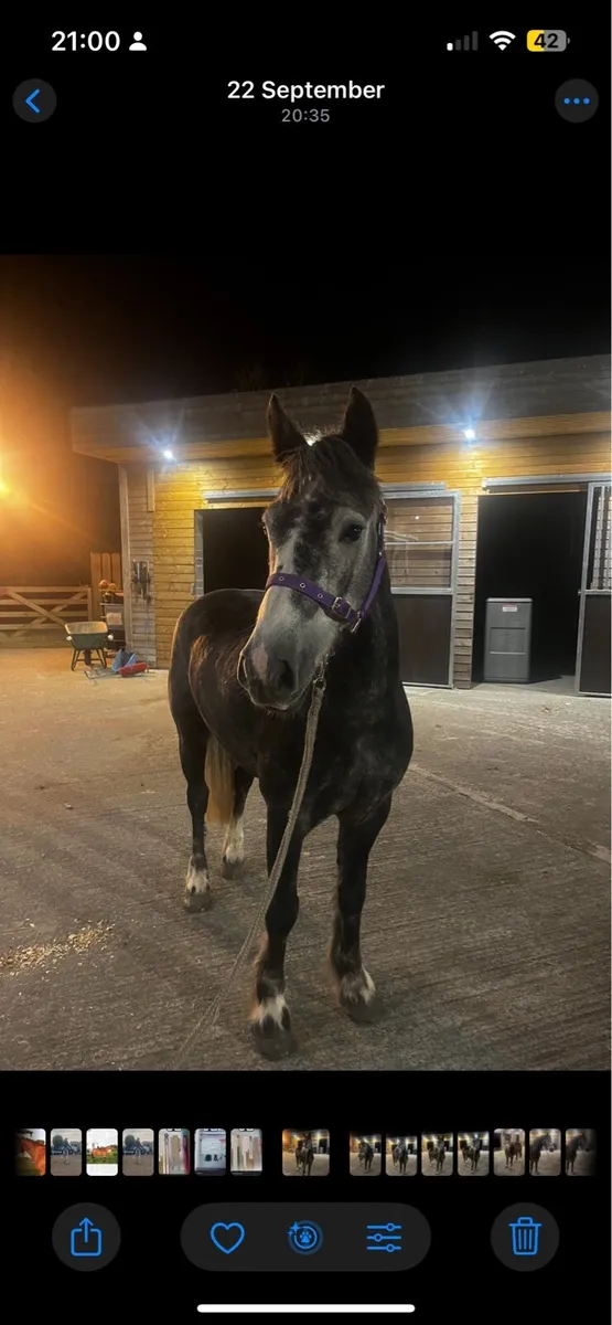 138 SMASHING PONY - Image 1