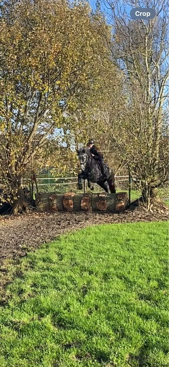 138 SMASHING PONY - Image 4