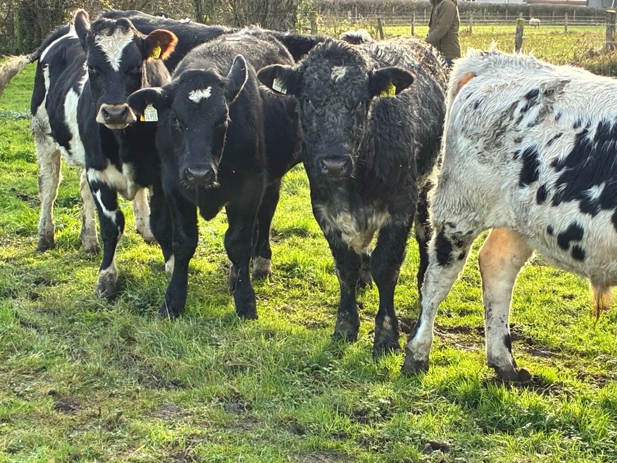 8 continental store bullocks for sale - Image 1