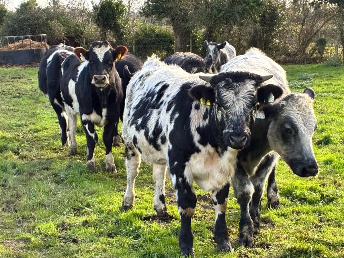 8 continental store bullocks for sale - Image 2