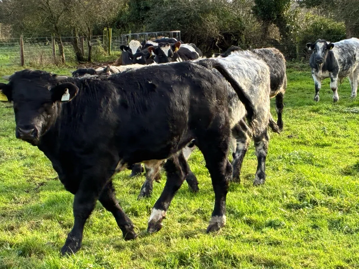 8 continental store bullocks for sale - Image 3