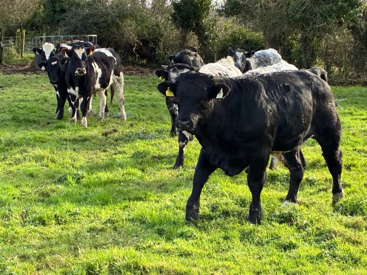 8 continental store bullocks for sale - Image 4