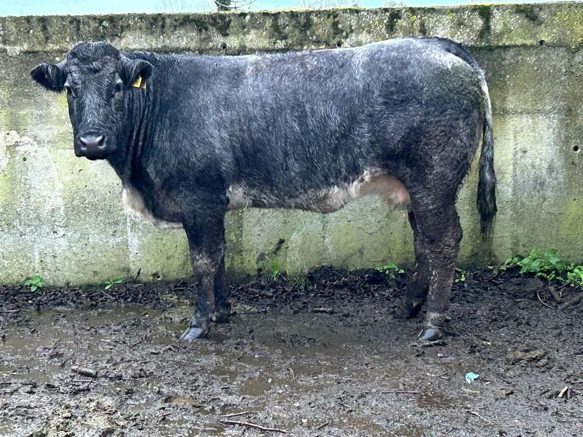 5 star genotyped u grade third calving cow - Image 2