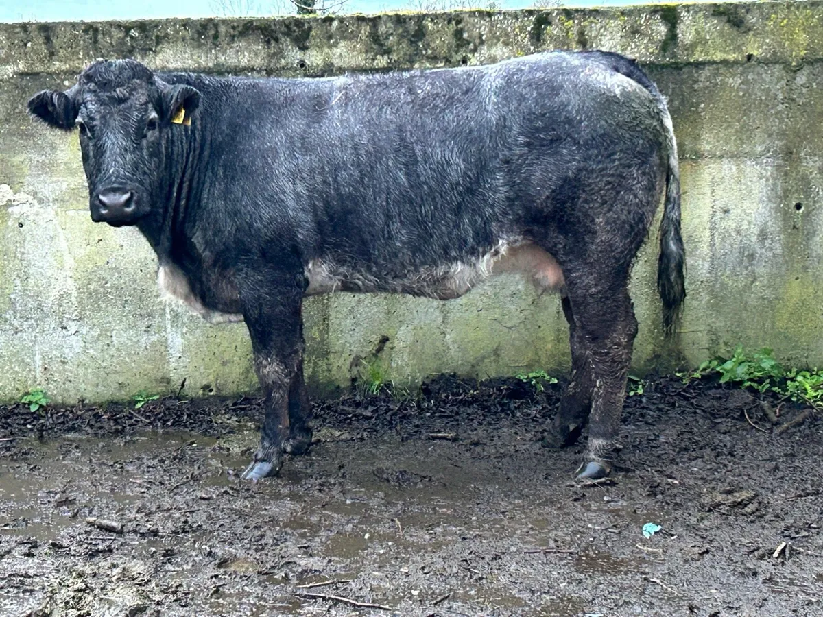 5 star genotyped u grade third calving cow - Image 3