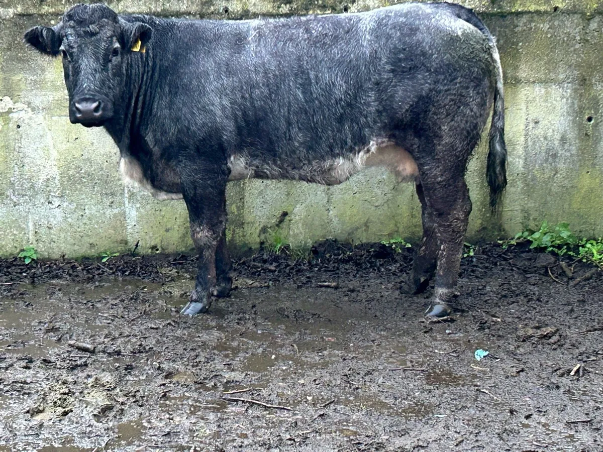 5 star genotyped u grade third calving cow - Image 4