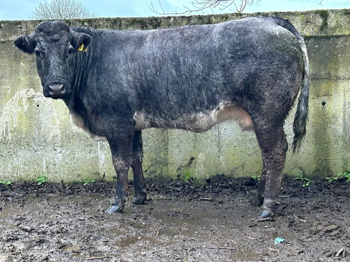 5 star genotyped u grade third calving cow - Image 1