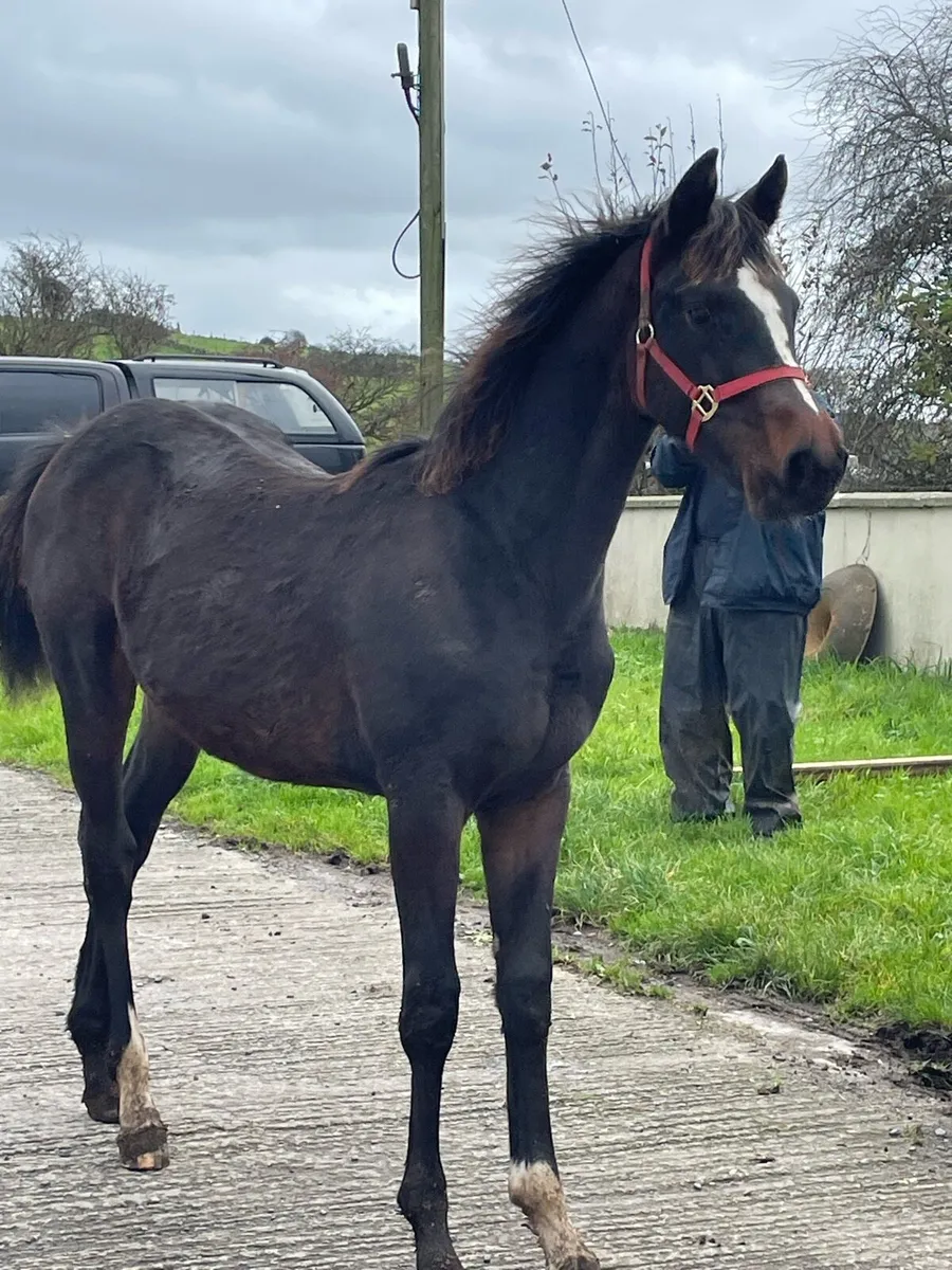 Sligo candy boy - Image 1
