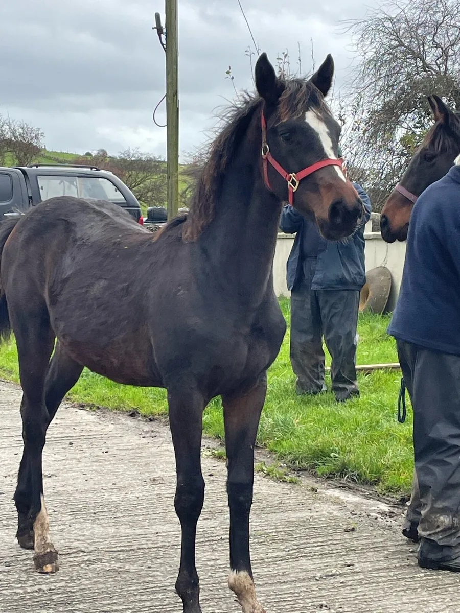 Sligo candy boy - Image 2