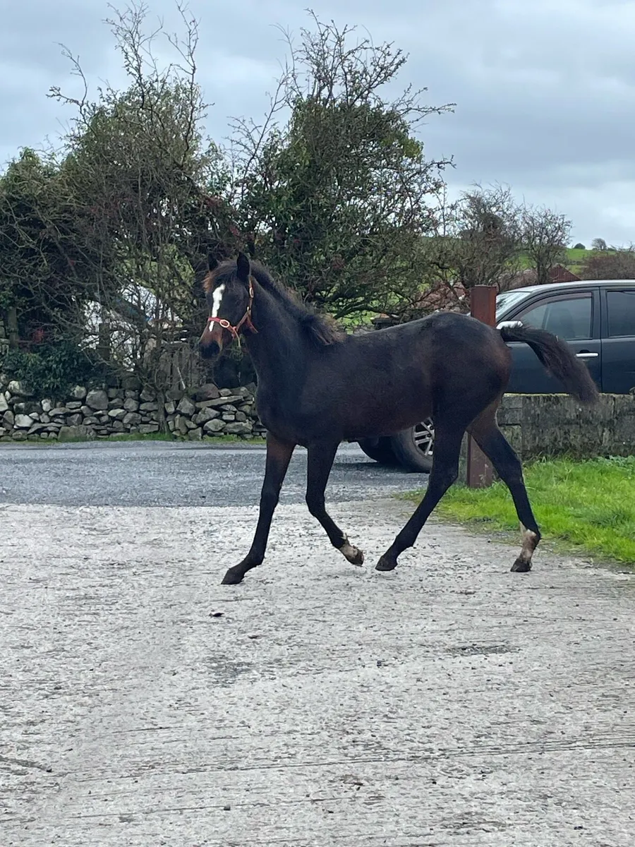 Sligo candy boy - Image 3
