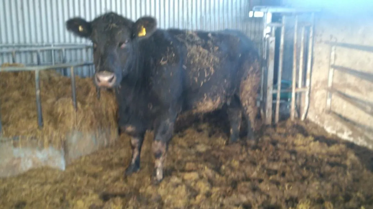 Lot 941 Ped Angus Cow (Drumshambo mart Fri14th) - Image 2