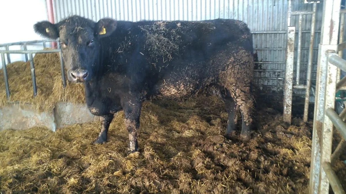 Lot 941 Ped Angus Cow (Drumshambo mart Fri14th) - Image 3