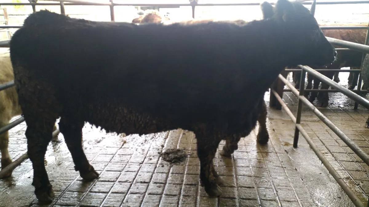 Lot 941 Ped Angus Cow (Drumshambo mart Fri14th) - Image 4