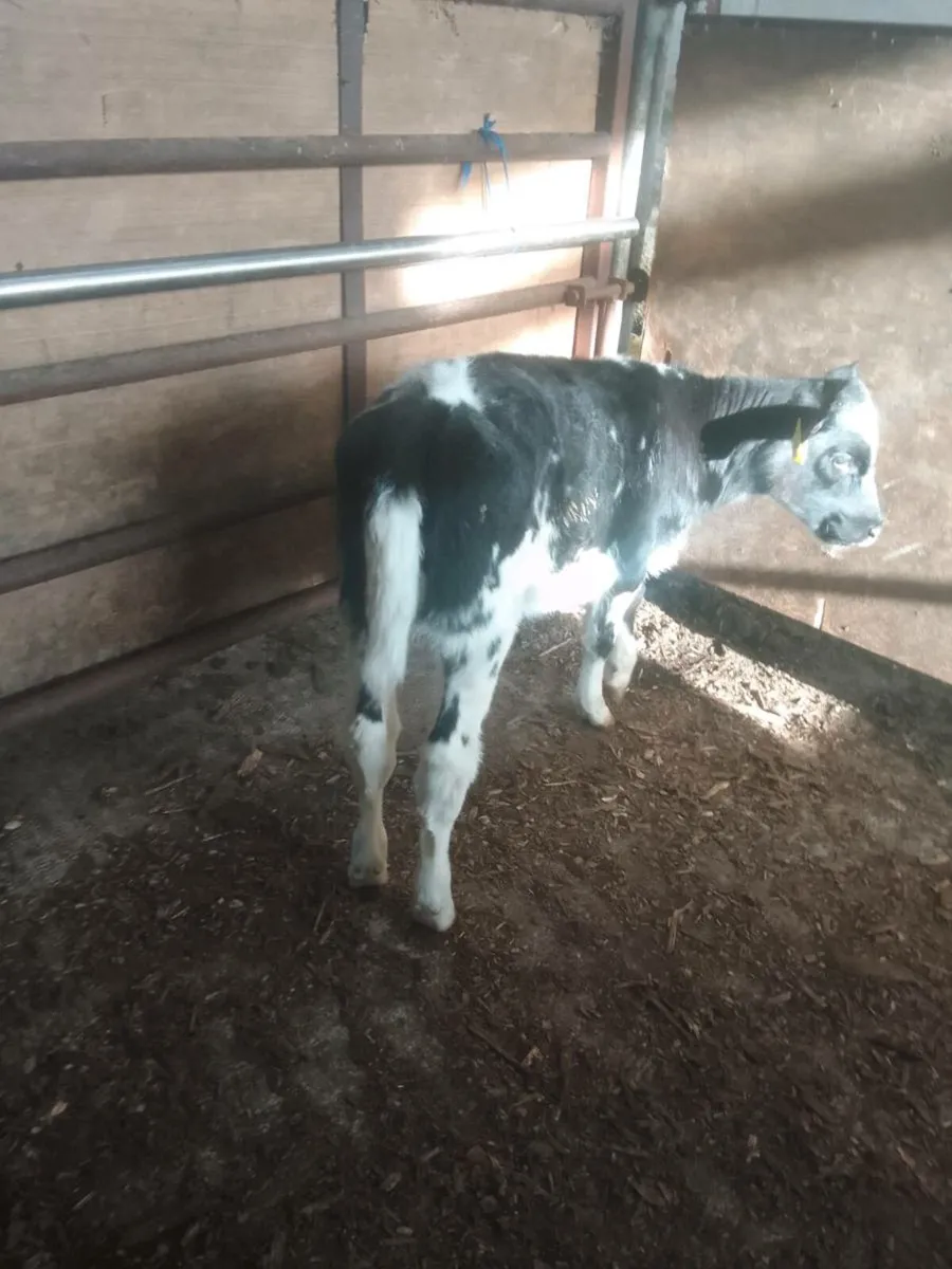 Calf - Image 1