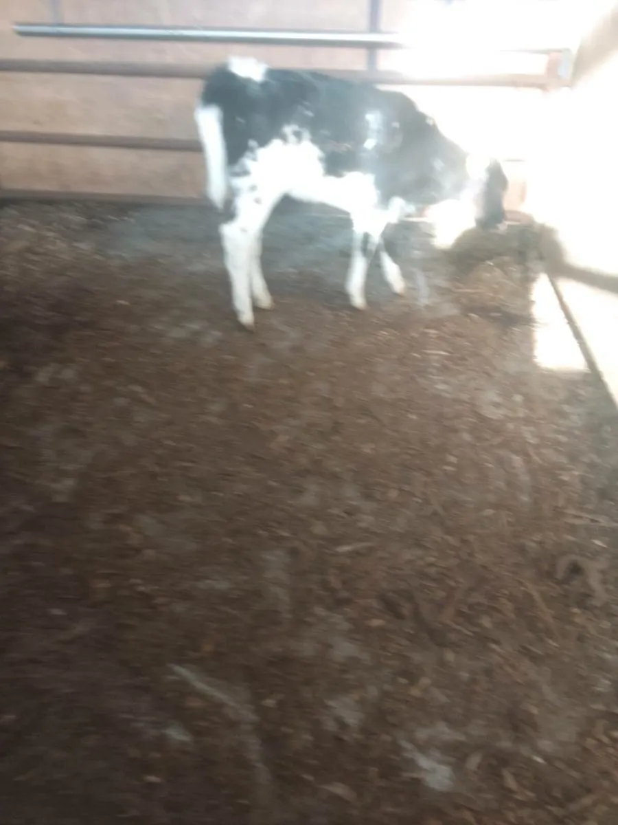 Calf - Image 2