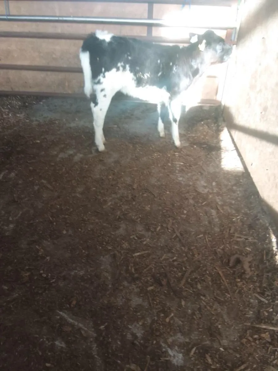 Calf - Image 3