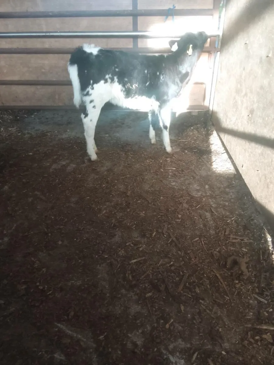 Calf - Image 4