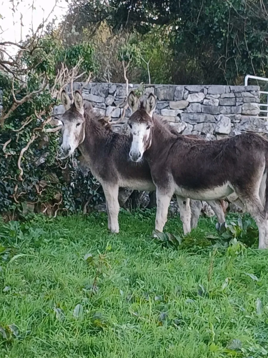 2 Female Donkeys - Image 1