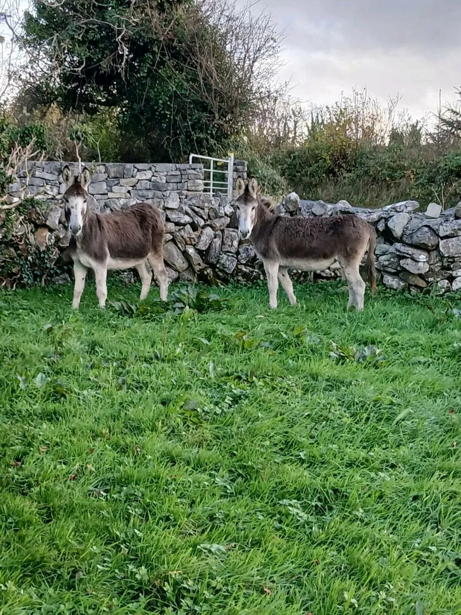 2 Female Donkeys - Image 2