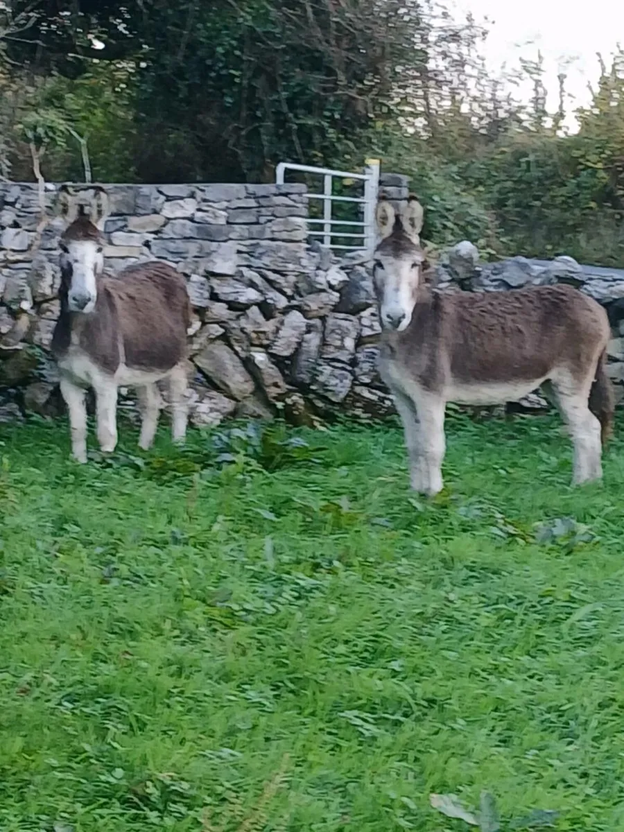 2 Female Donkeys - Image 4