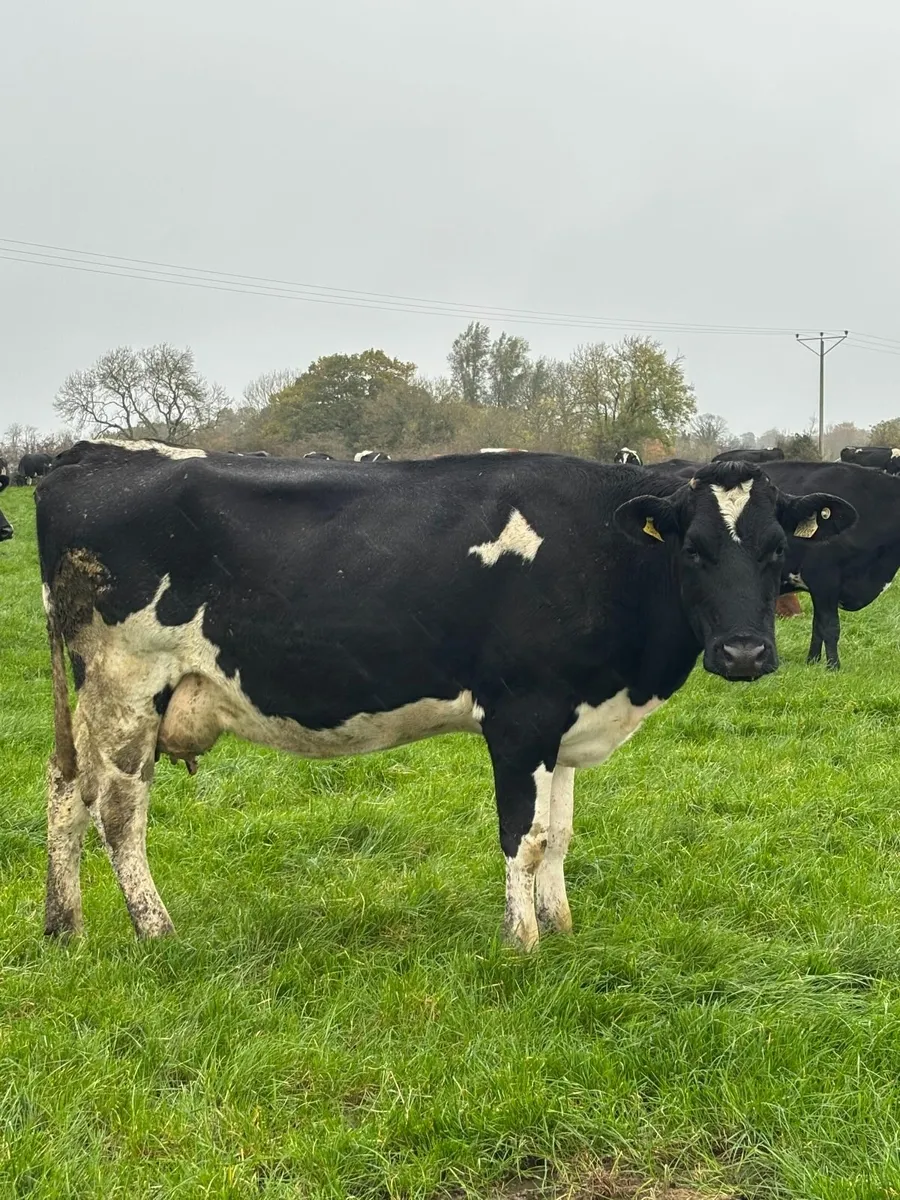 Late Calving cows (still in milk) /heifer - Image 1